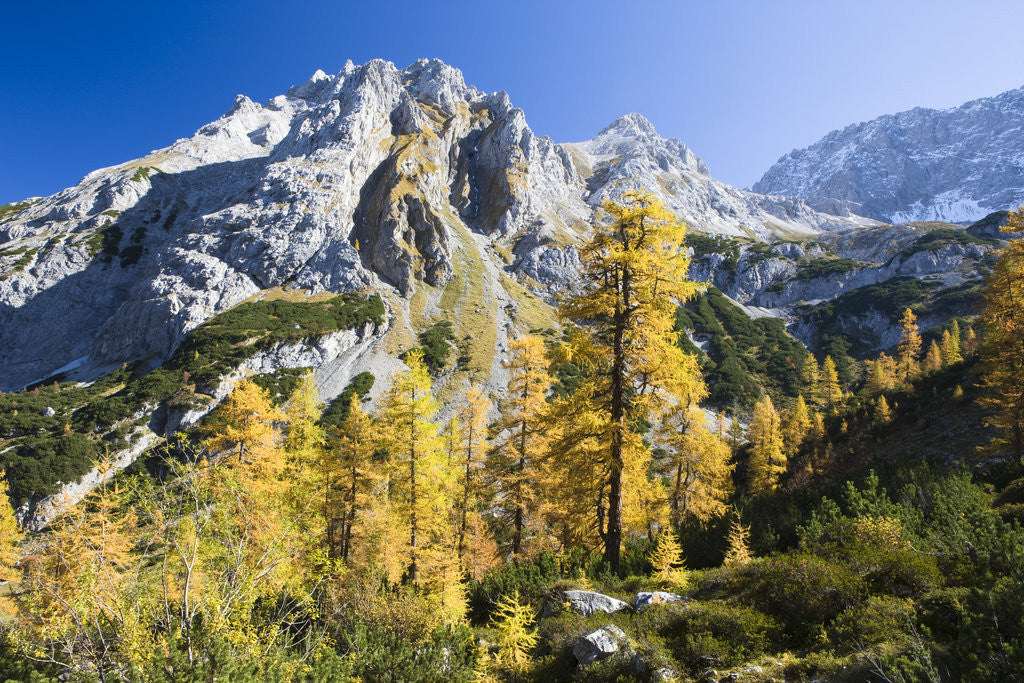 Detail of Larch Tree and Mount Zugspitze by Anonymous
