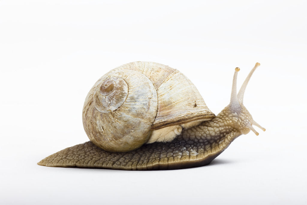 Detail of Snail by Anonymous