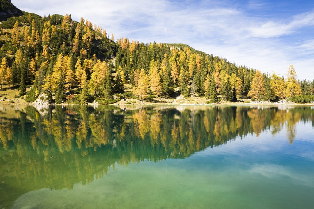 Detail of Larch Trees on Lake Seebensee by Anonymous