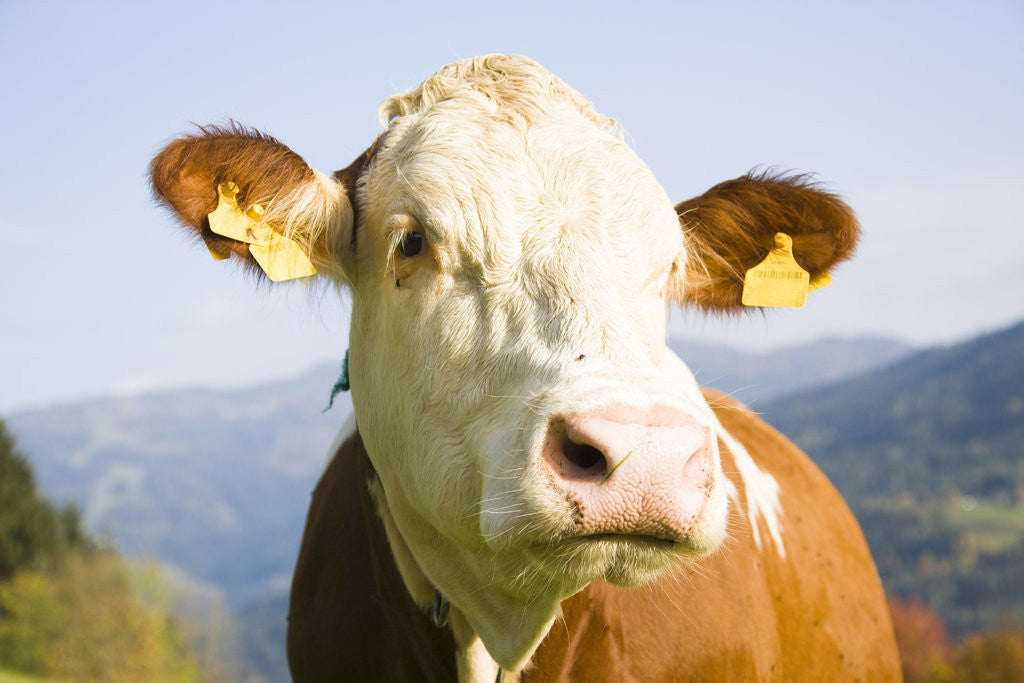 Detail of Cow with Ear Tags by Corbis