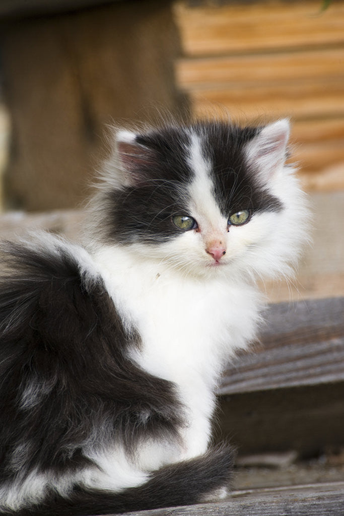 Detail of Black and White Kitten by Anonymous
