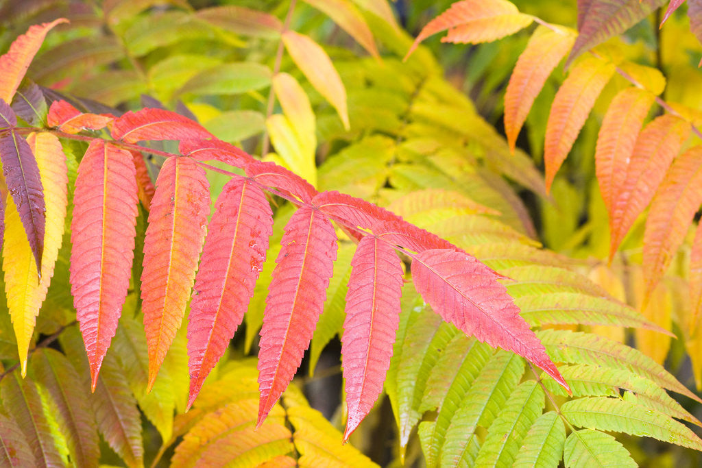 Detail of Sumac Leaves by Anonymous