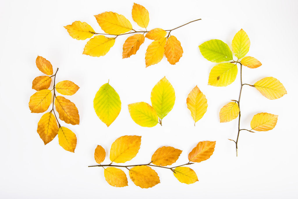 Detail of Beech Tree Leaves by Anonymous