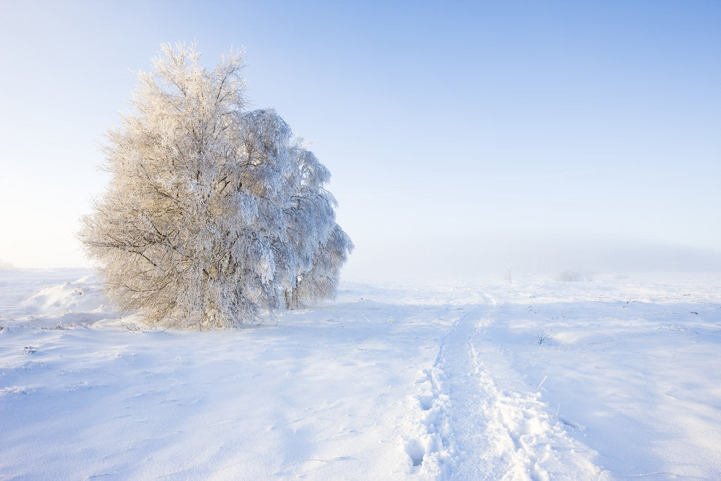 Detail of Frost and First Snow on Meadow by Anonymous