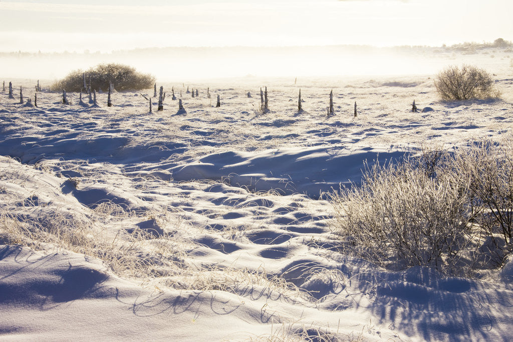 Detail of Frost and First Snow on Meadow by Anonymous