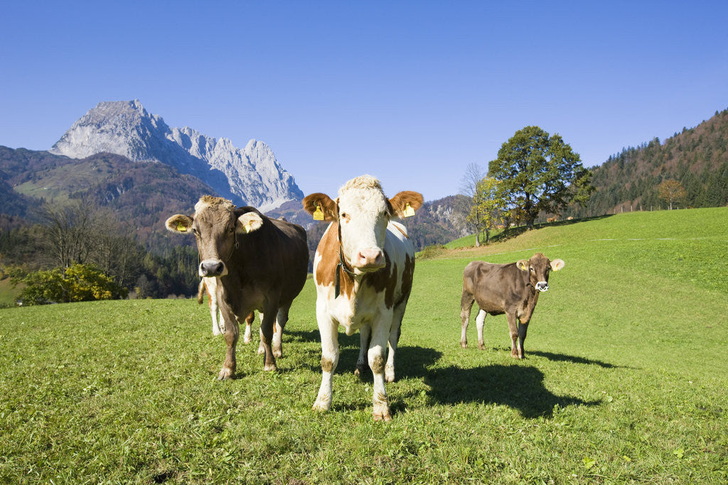 Detail of Cows in Alpine Meadow by Anonymous