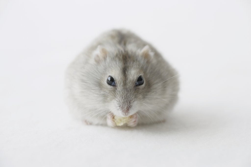 Detail of Hamster eating food by Anonymous