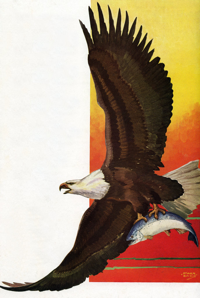 Detail of Illustration of Flying Bald Eagle Holding Salmon in Claws by Stark Davis