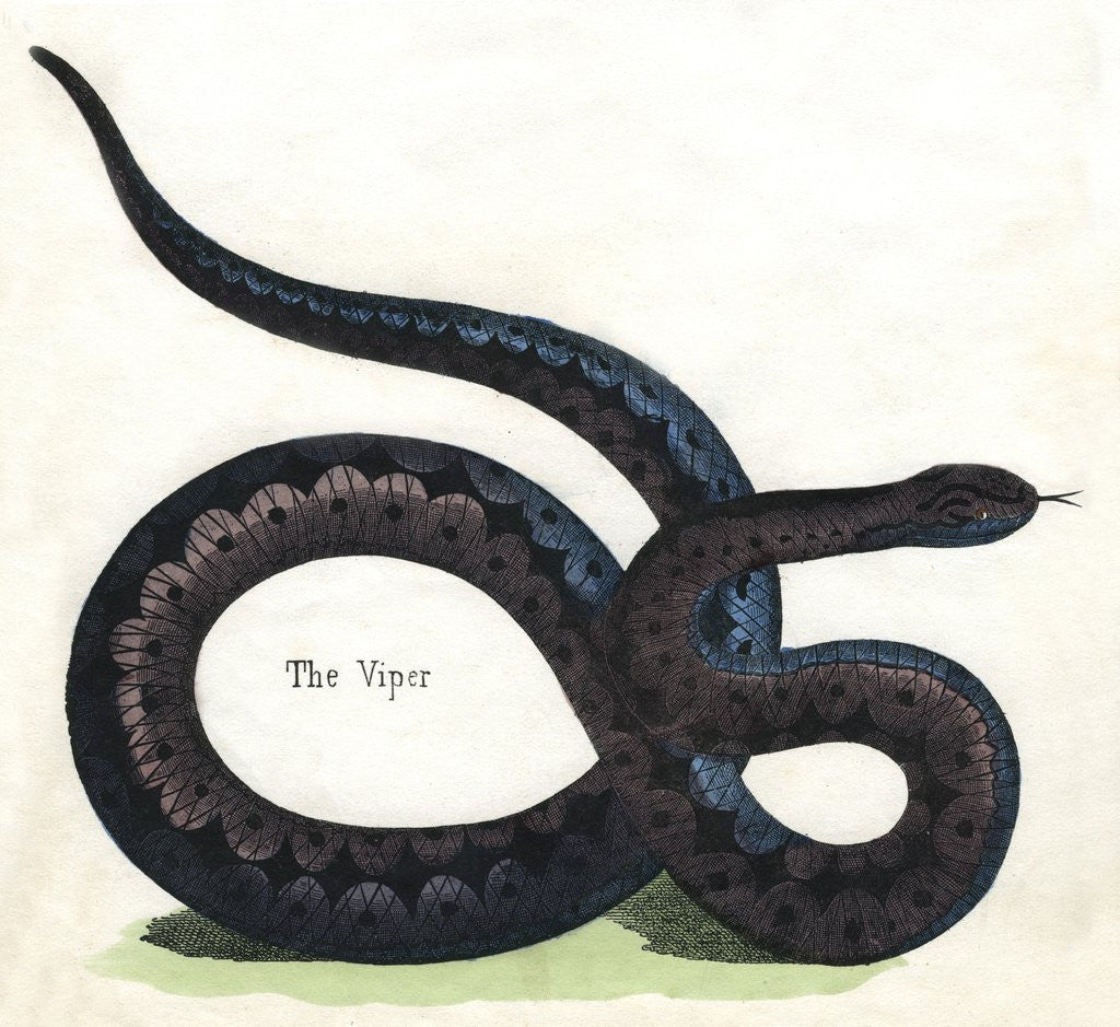 Detail of The Viper Illustration by Anonymous