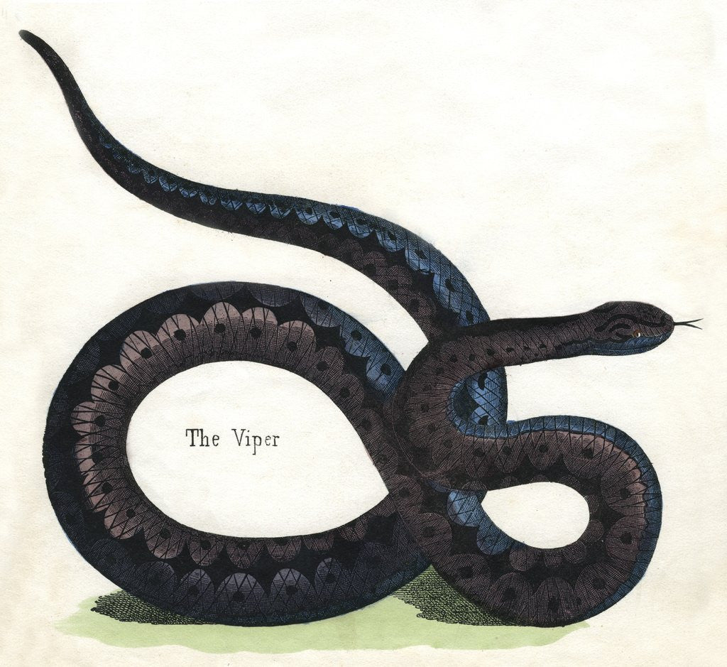 Detail of The Viper Illustration by Corbis