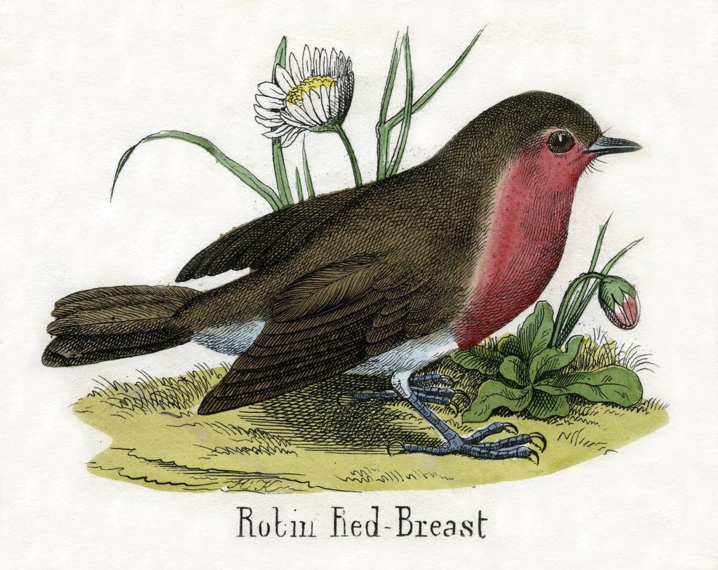 Detail of Robin Red-Breast Illustration by Anonymous
