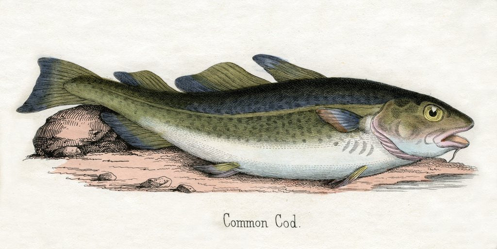 Watercolour Cod Common Cod Illustration posters & prints by Anonymous