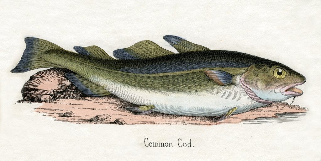 Detail of Common Cod Illustration by Corbis