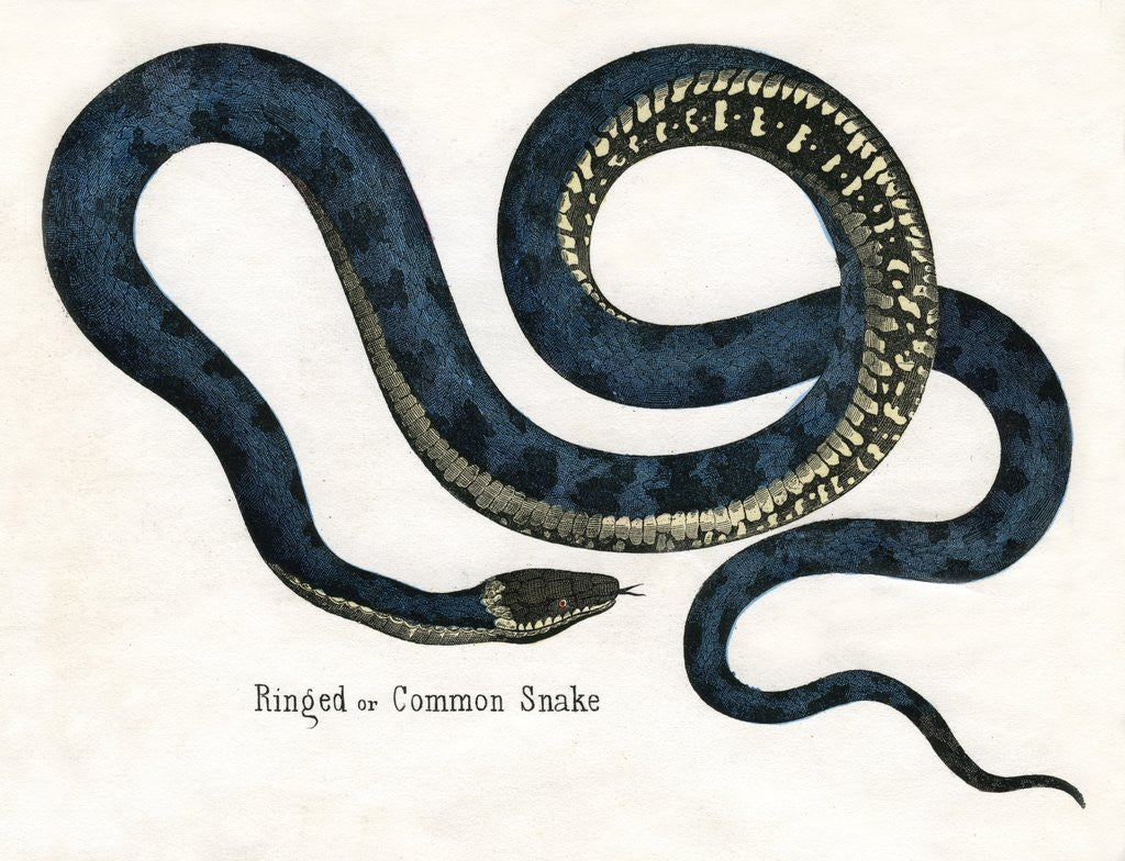 Detail of Ringed or Common Snake Illustration by Anonymous