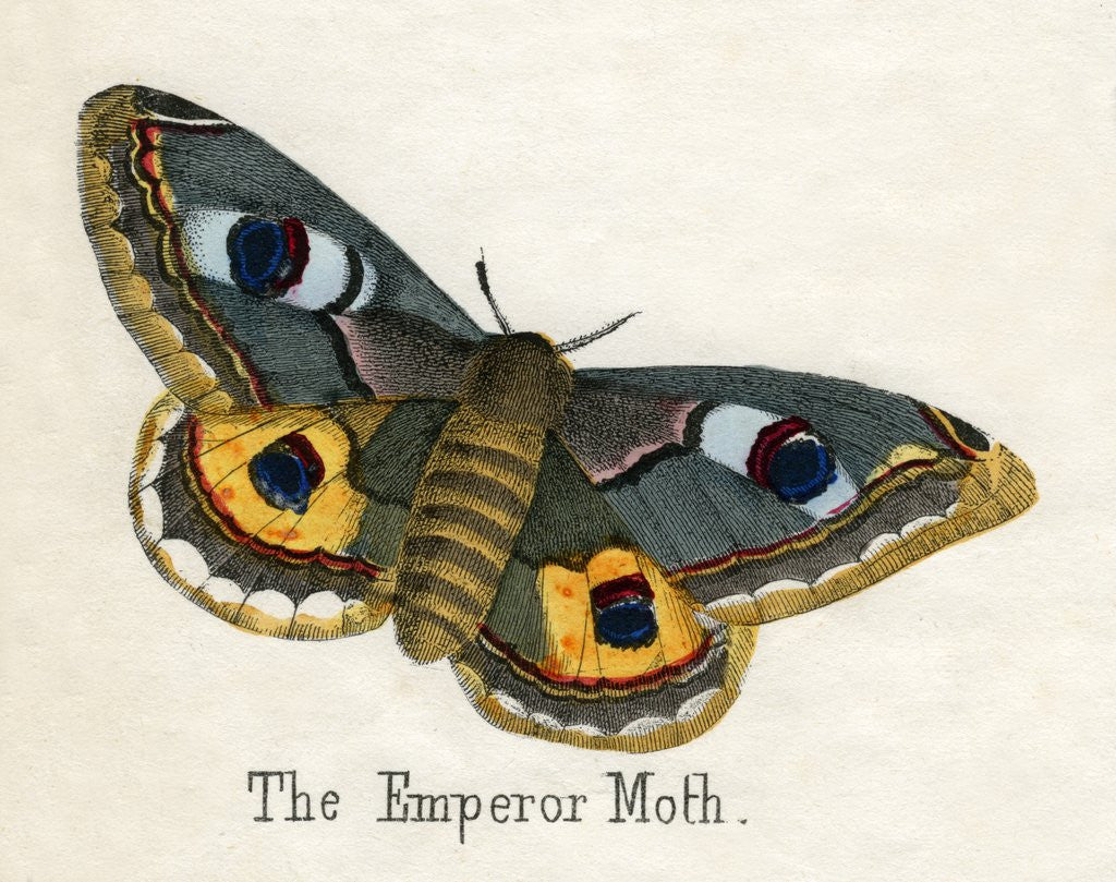 Detail of The Emperor Moth Illustration by Anonymous