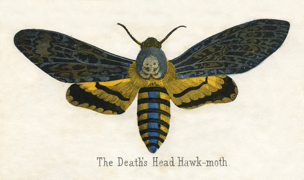 Detail of The Death's Head Hawk-Moth Illustration by Anonymous