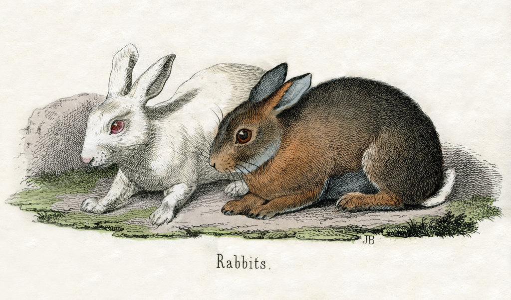Detail of Rabbits Illustration by Anonymous
