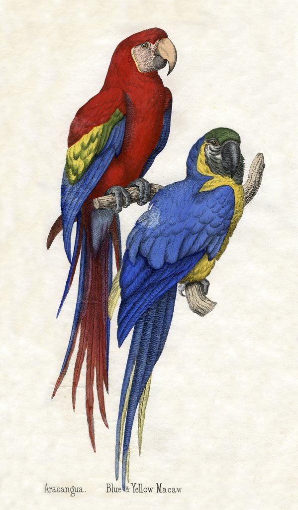 Detail of Aracangua and Blue and Yellow Macaw Illustration by Anonymous