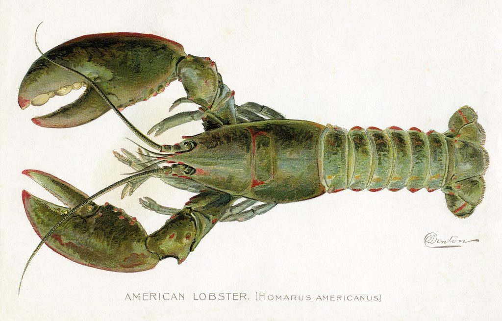 Detail of American Lobster (Homarus Americanus Illustration by Sherman Foote Denton