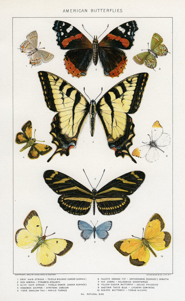 Detail of American Butterflies by Julius Bien