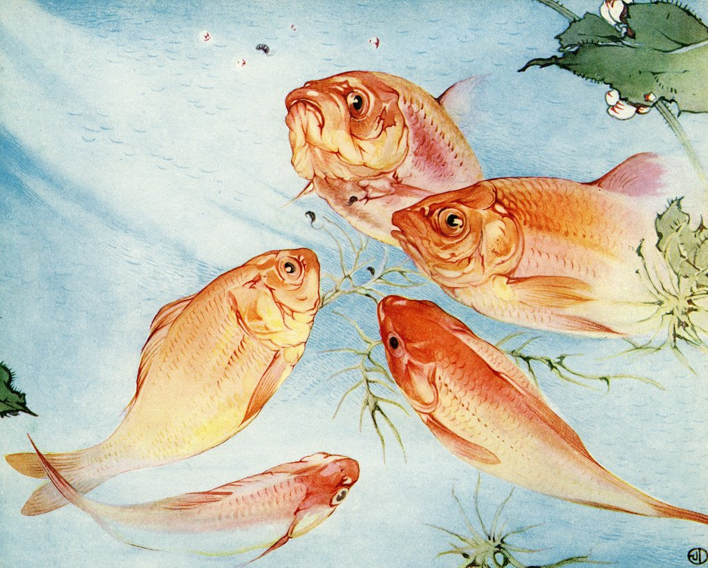 Detail of Illustration of Koi by Edward Julius Detmold