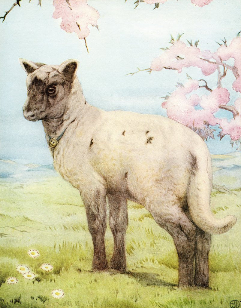 Detail of Illustration of Lamb by Edward Julius Detmold