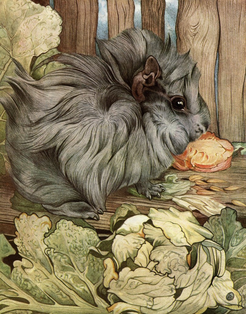 Detail of Illustration of Guinea Pig by Edward Julius Detmold