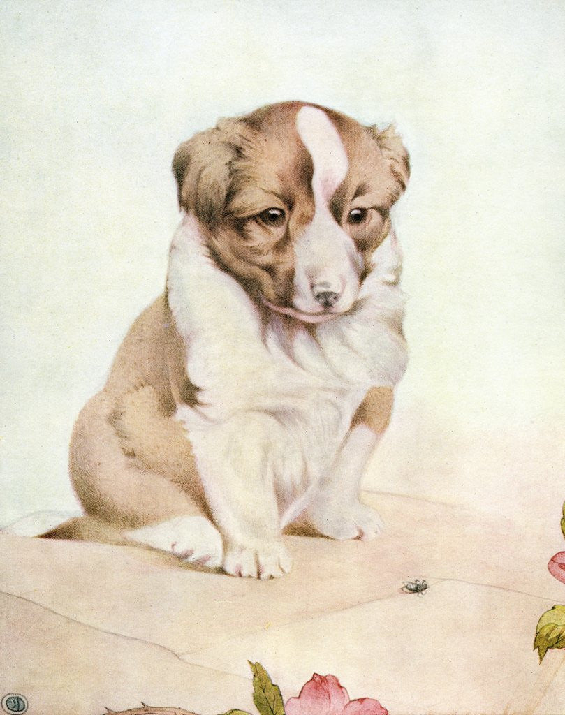 Detail of Illustration of St. Bernard Puppy by Edward Julius Detmold