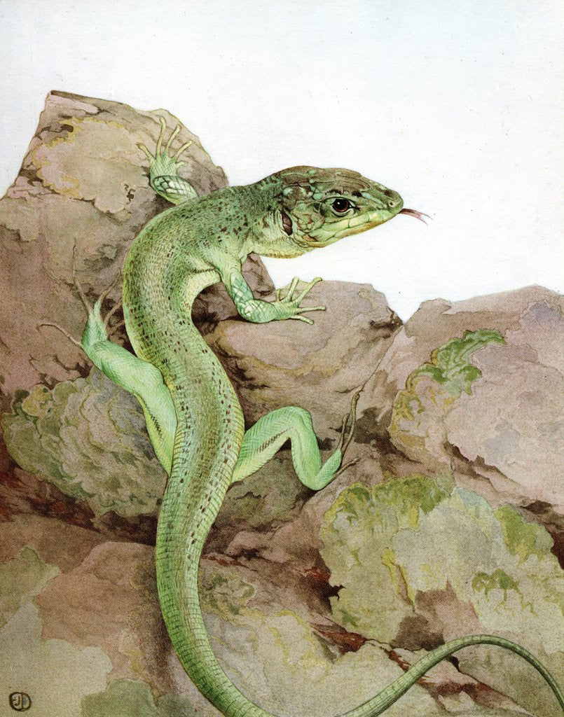 Detail of Illustration of Lizard by Edward Julius Detmold