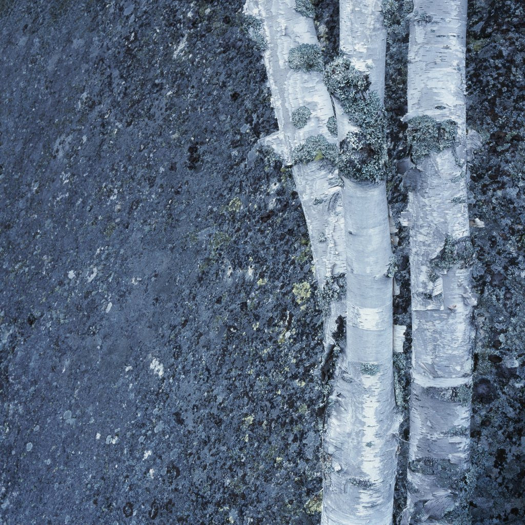 Detail of Tree Trunks by Anonymous