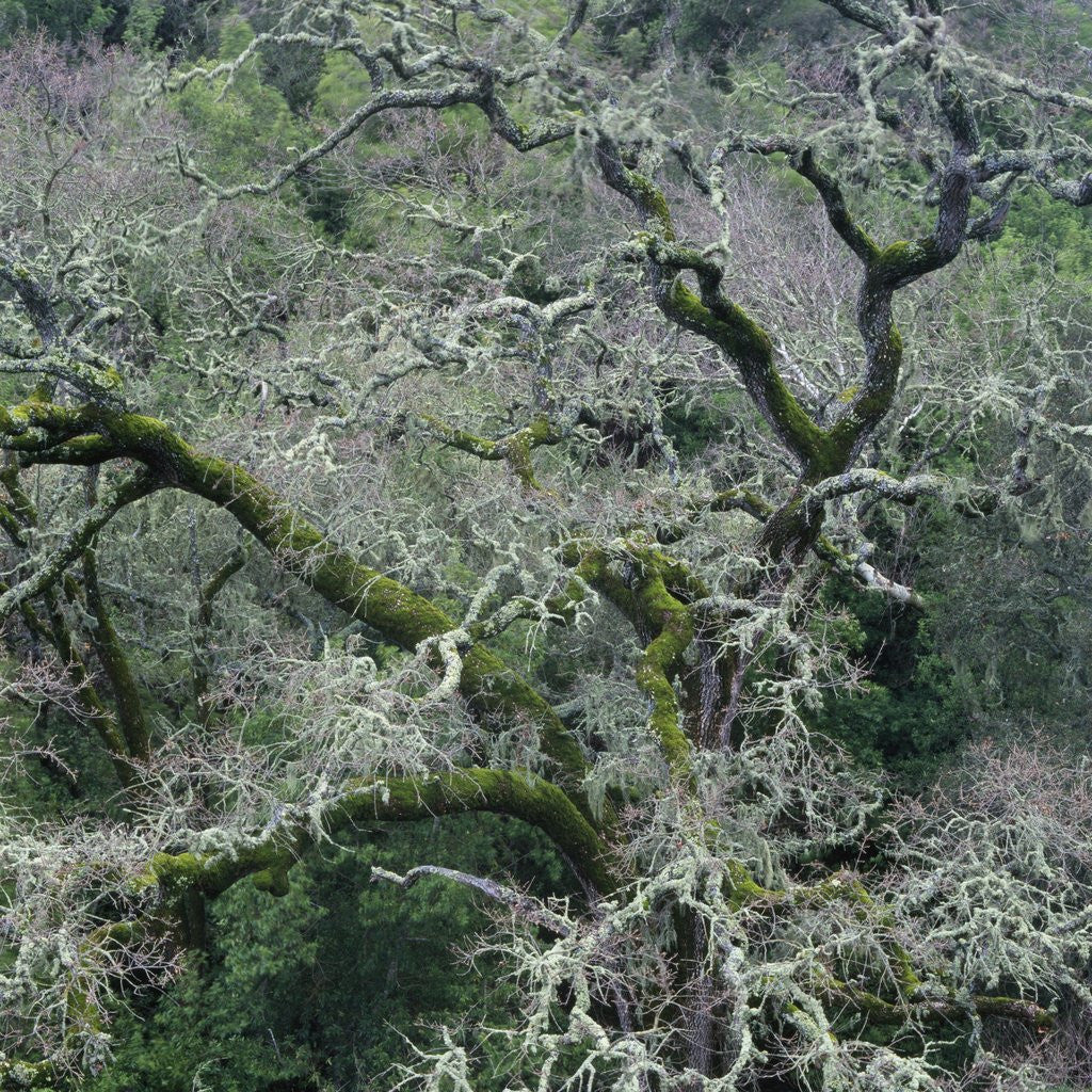 Detail of Moss Covered Tree by Anonymous