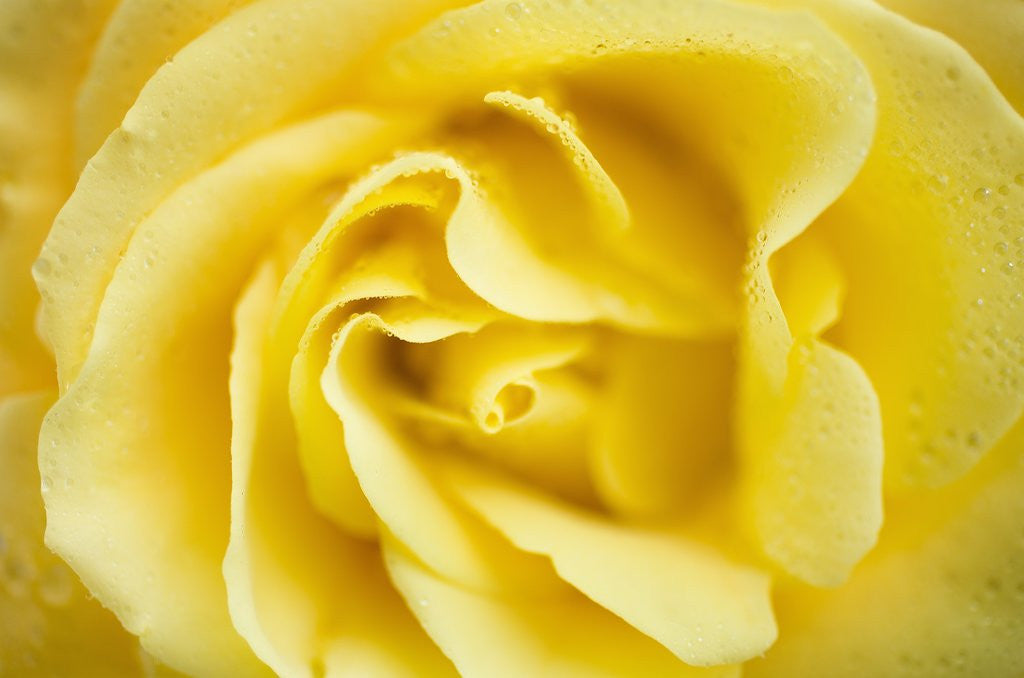 Detail of Yellow Rose by Anonymous