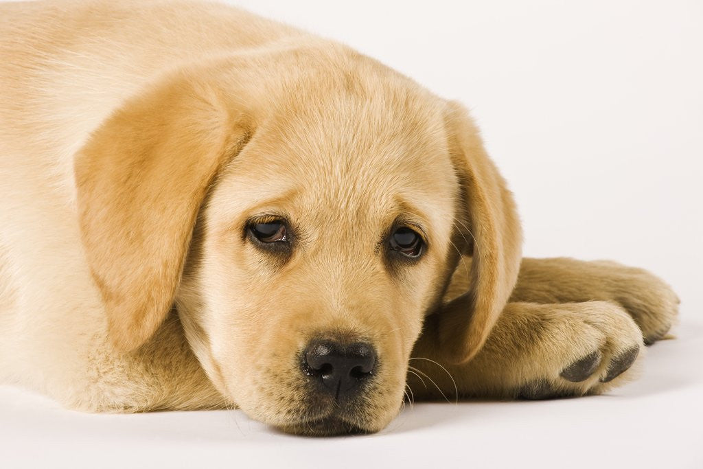 Detail of Golden Labrador Retriever Puppy by Anonymous