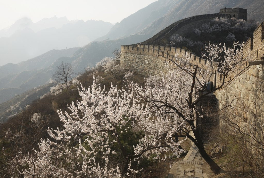 Detail of Cherry blossoms along the Mutianyu section of the Great Wall by Anonymous