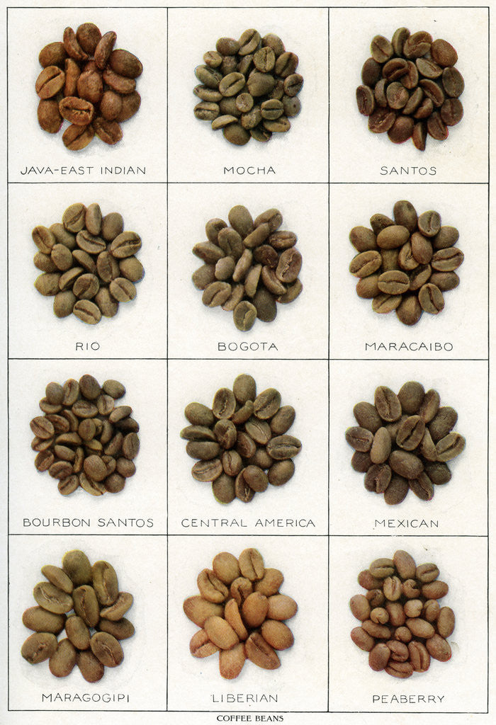 Detail of Illustration of Twelve Varieties of Coffee Beans by Anonymous