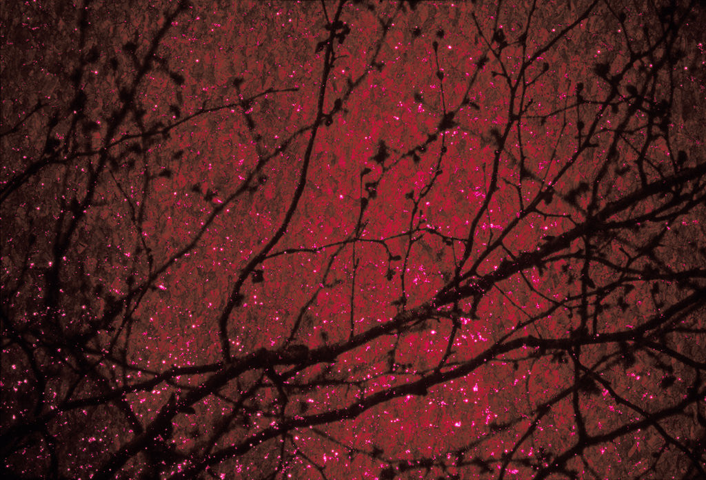 Detail of Trees by Andre Burian