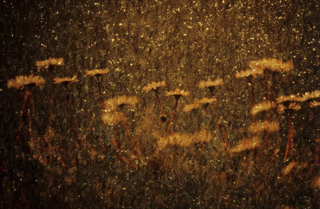 Detail of White Flowers by Andre Burian