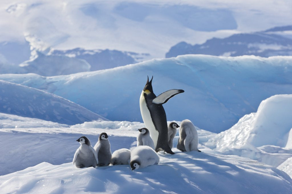Detail of Emperor Penguin Parent and Chicks on Small Ice Mound by Corbis
