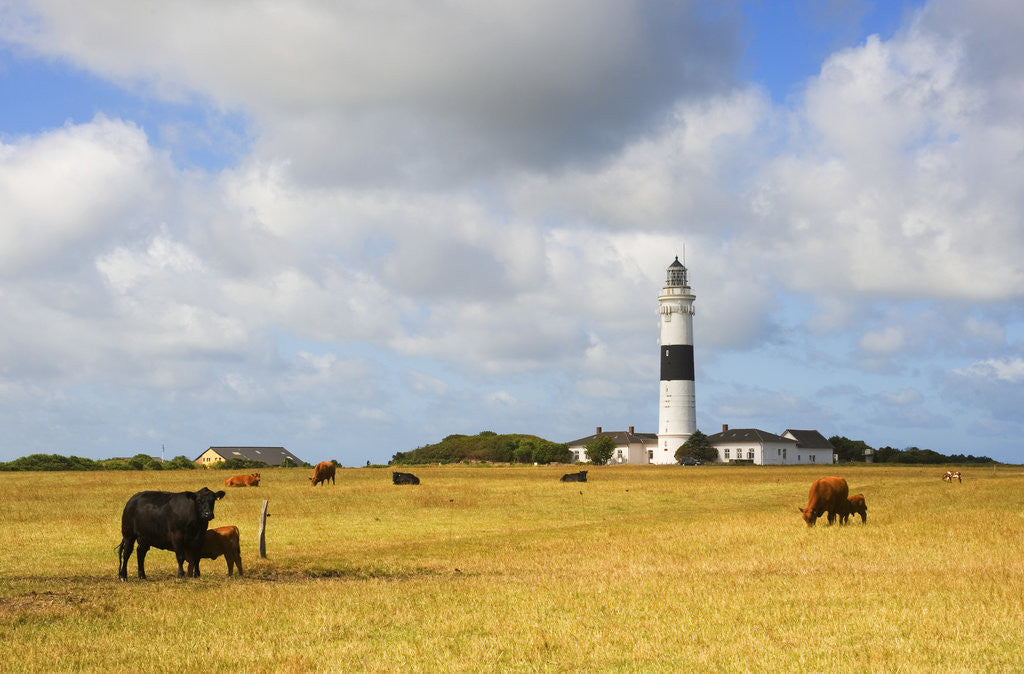 Detail of Cows Grazing near Kampen Lighthouse on Sylt Island by Anonymous