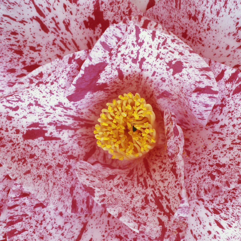 Detail of Blooming Pink Flower by Anonymous