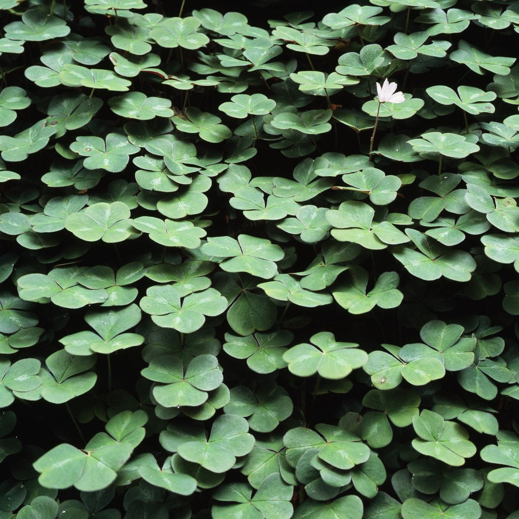 Detail of Clover by Anonymous