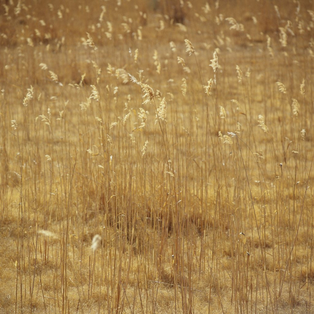 Detail of Dry Grass by Anonymous