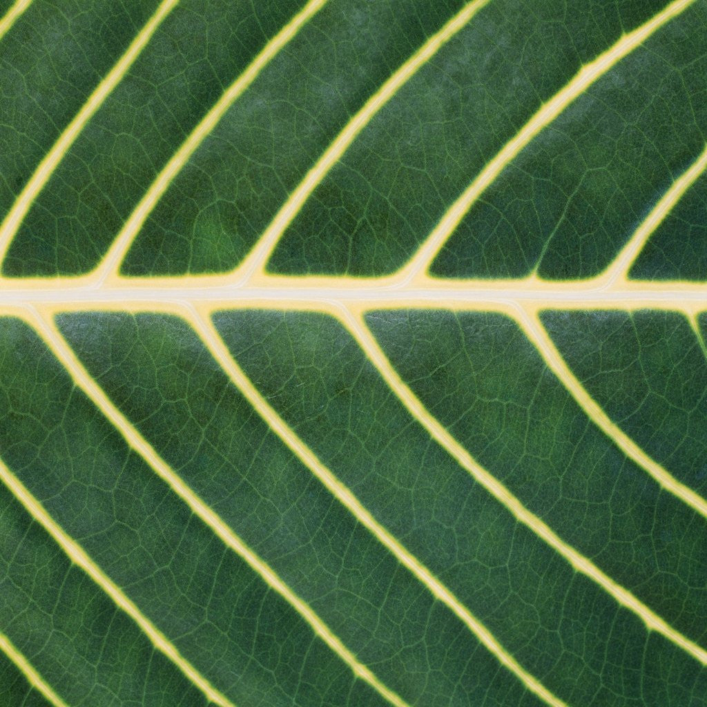 Detail of Closeup of Leaf by Anonymous