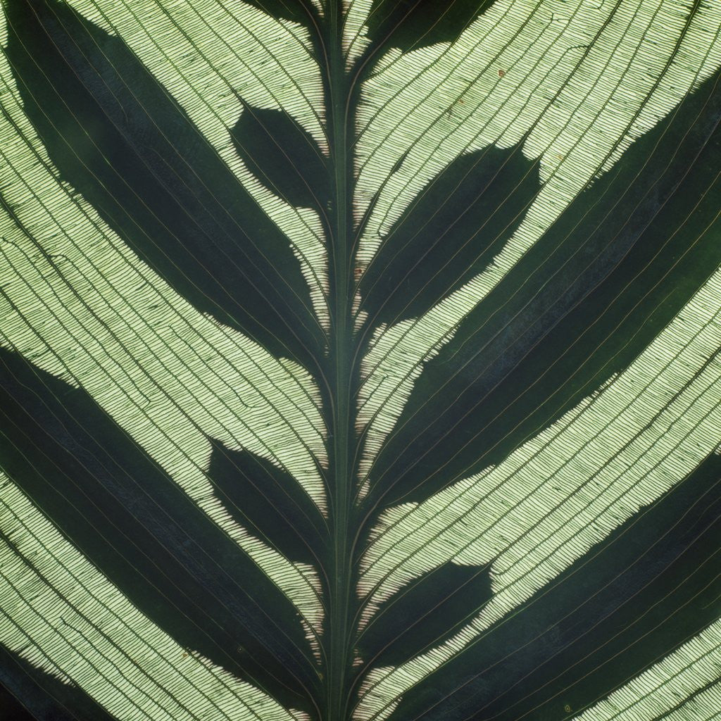 Detail of Closeup of Leaf by Anonymous