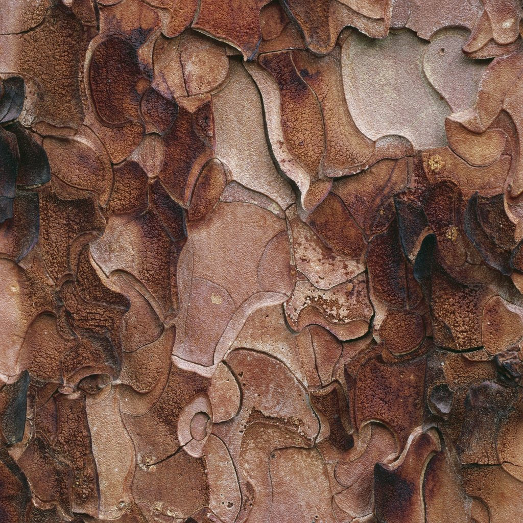 Detail of Closeup of Tree Bark by Anonymous