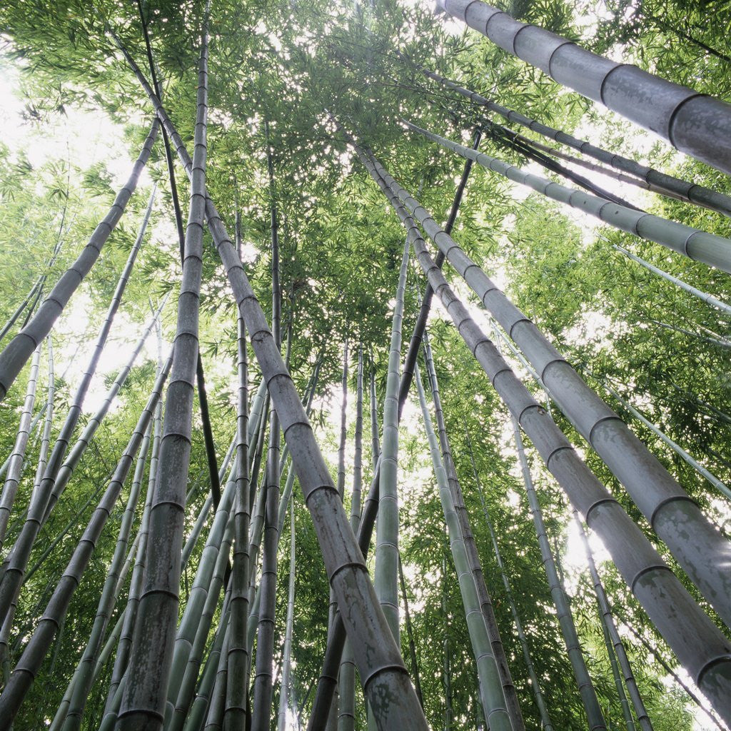 Detail of Bamboo Forest by Anonymous