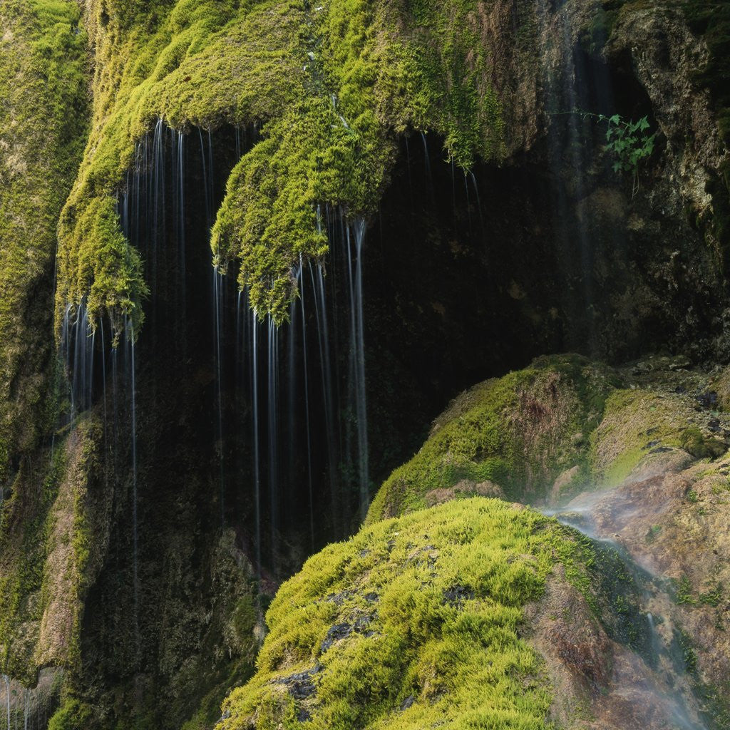 Detail of Water Running down Vegetation Covered Rocks by Anonymous
