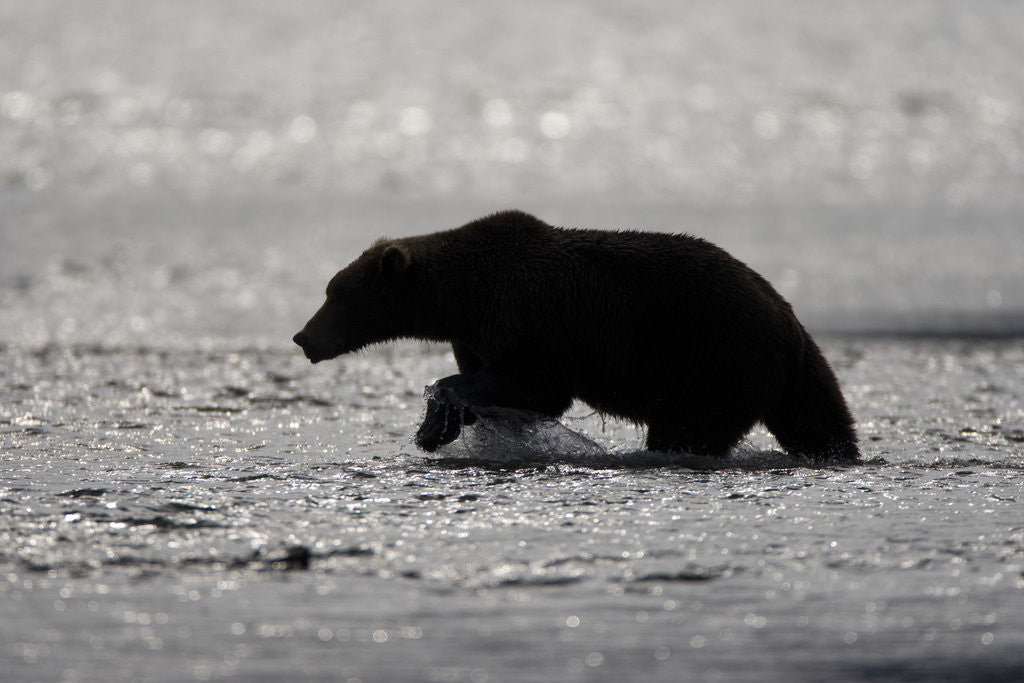 Detail of Grizzly Bear Hunting Spawning Salmon at Kukak Bay by Anonymous