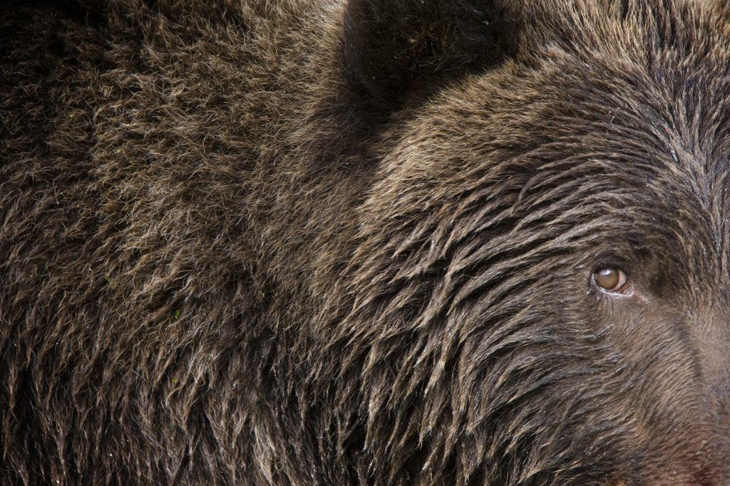 Detail of Two Year Old Brown Bear in Katmai National Park by Anonymous