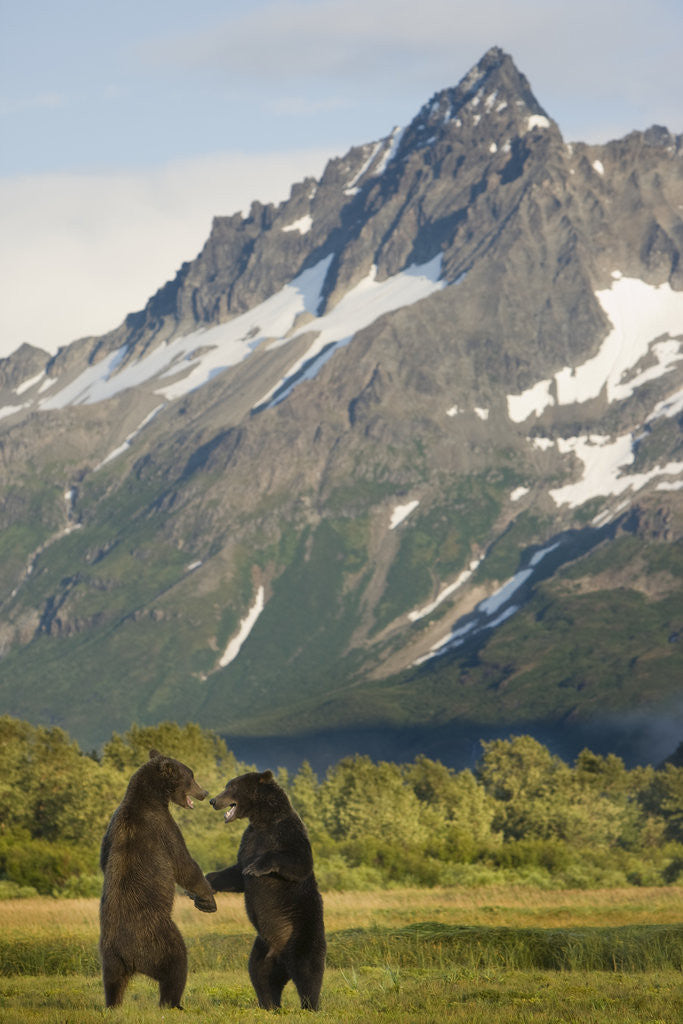 Detail of Brown Bears Sparring in Meadow at Kukak Bay by Anonymous